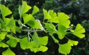 Công dụng của Ginkgo Biloba